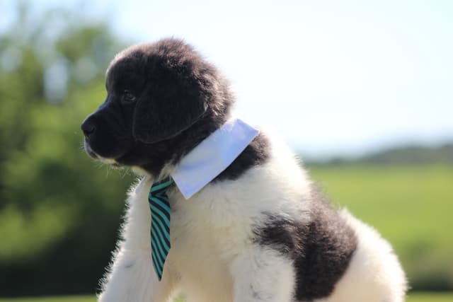 Newfoundland Puppies media 7