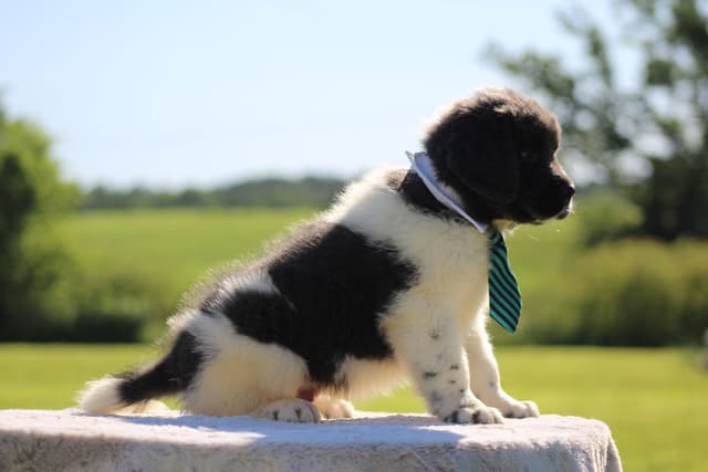 Newfoundland Puppies media 8