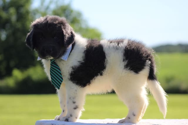 Newfoundland Puppies media 9