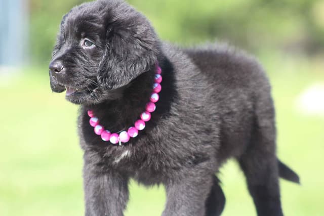 Newfoundland Puppies media 11