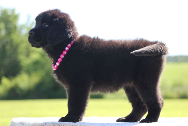 Newfoundland Puppies media 12