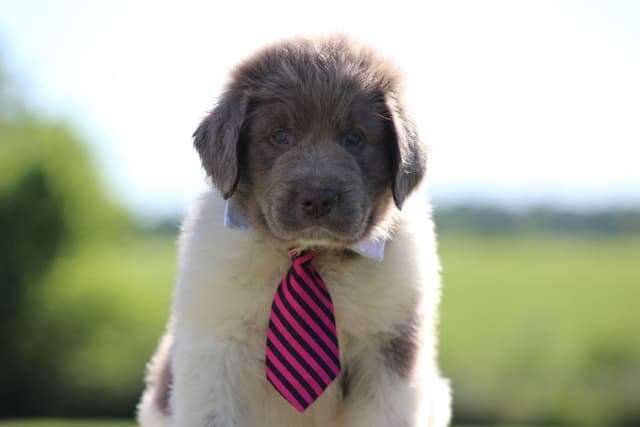 Newfoundland Puppies media 2