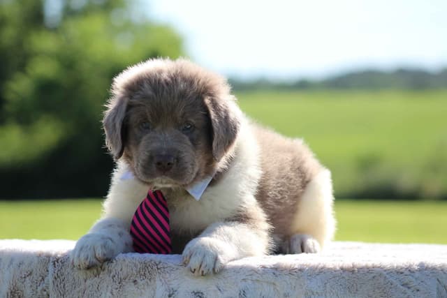Newfoundland Puppies media 13