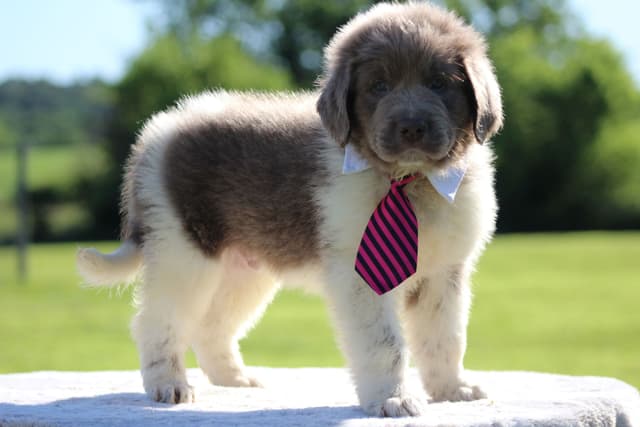 Newfoundland Puppies media 14