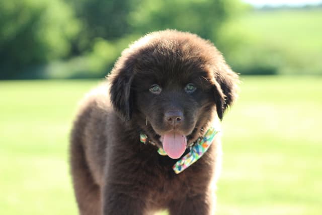 Newfoundland Puppies media 15