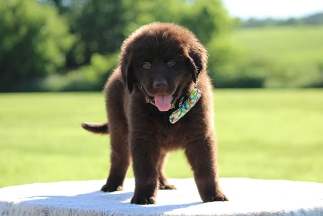 Newfoundland Puppies media 16
