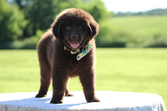 Newfoundland Puppies media 17