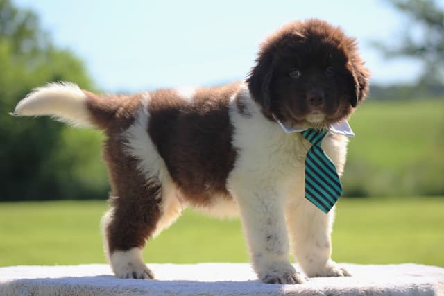 Newfoundland Puppies media 18