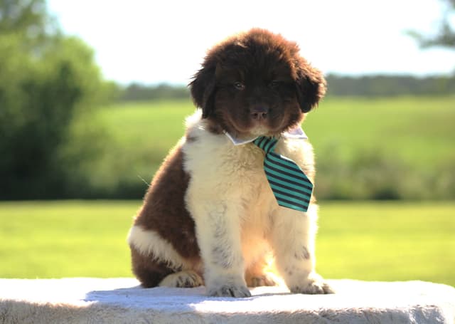 Newfoundland Puppies media 19