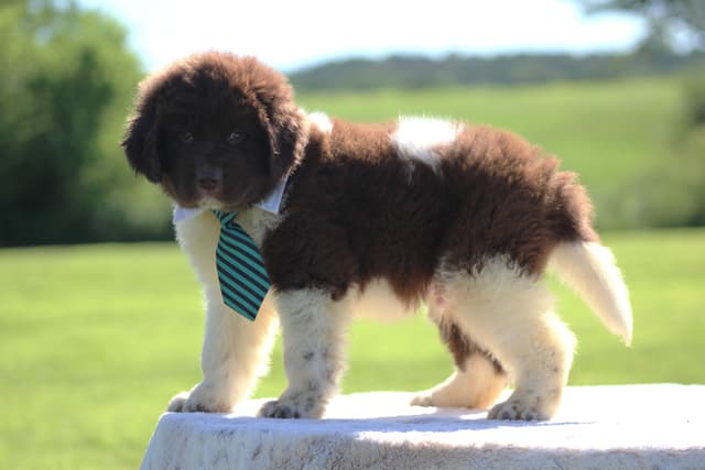 Newfoundland Puppies media 20
