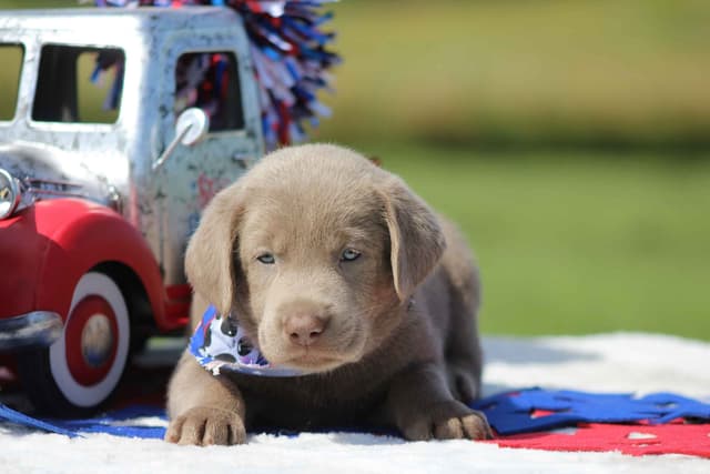 Labrador Retriever Puppies media 2