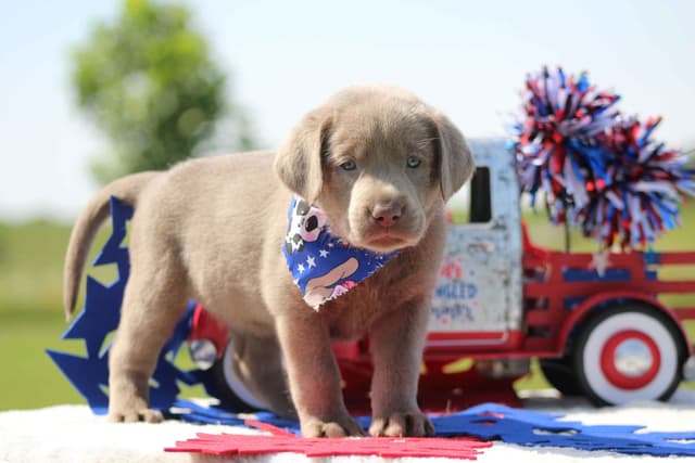 Labrador Retriever Puppies media 3