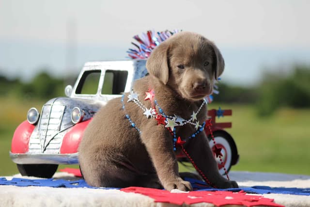 Labrador Retriever Puppies media 5