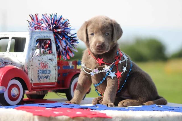 Labrador Retriever Puppies media 6