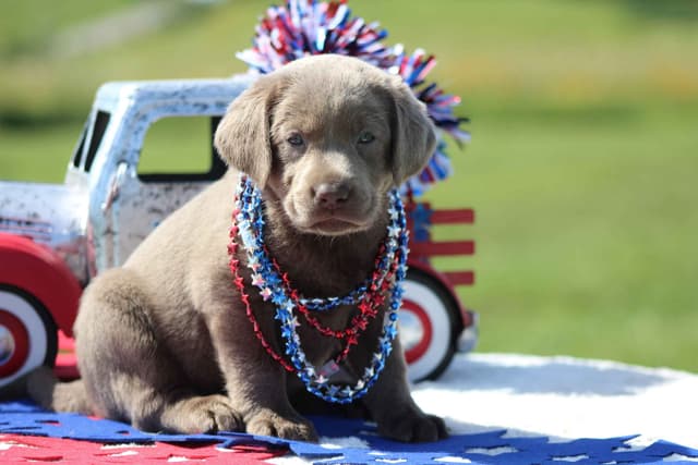 Labrador Retriever Puppies media 7