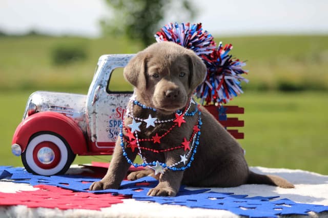 Labrador Retriever Puppies media 8