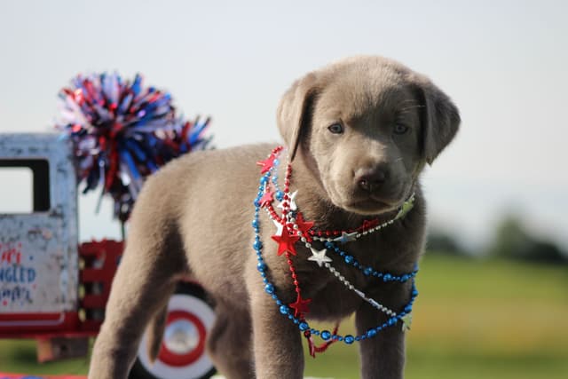 Labrador Retriever Puppies media 9