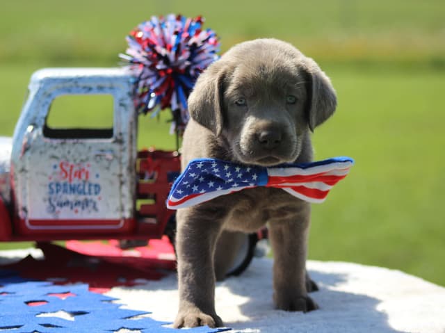 Labrador Retriever Puppies media 10