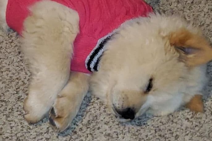 Beautiful Litter — Blue Sire × Cream Dam breeder image 3