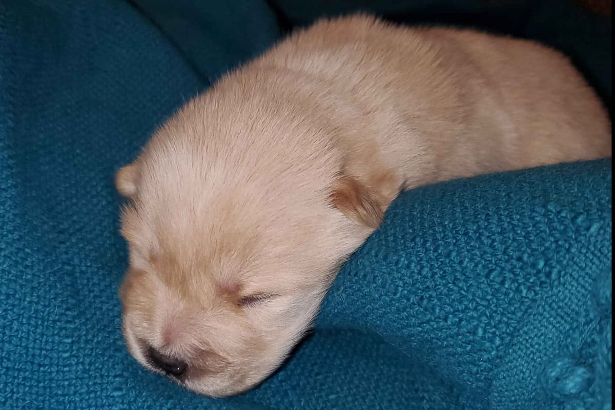 Beautiful Litter — Blue Sire × Cream Dam breeder image 4