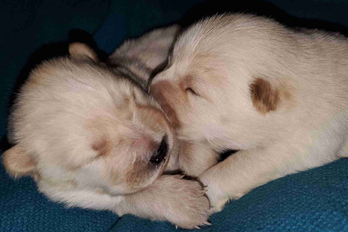 Beautiful Litter — Blue Sire × Cream Dam breeder image 5