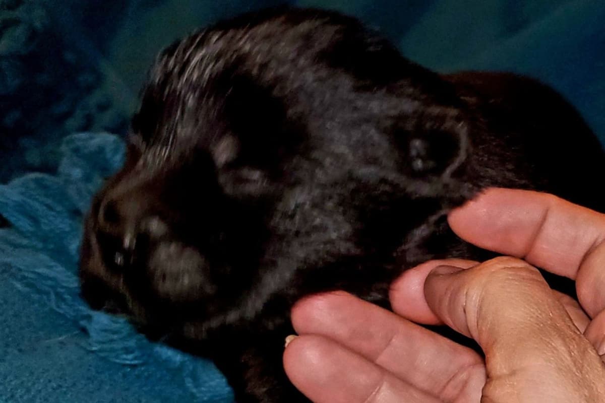 Beautiful Litter — Blue Sire × Cream Dam breeder image 6