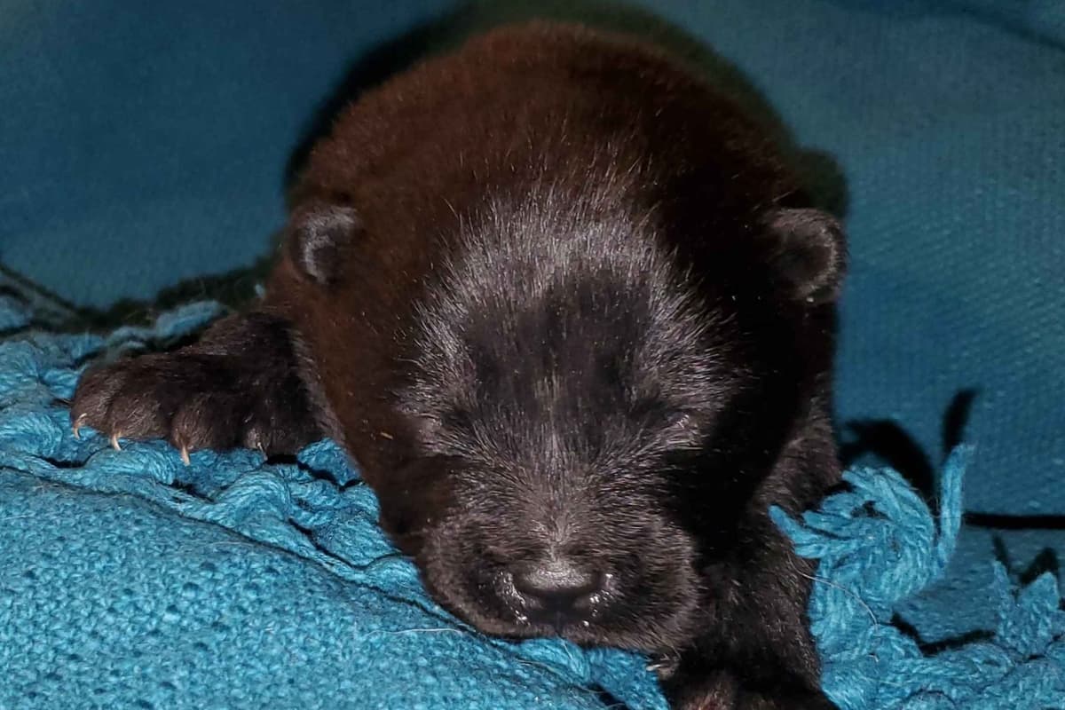 Beautiful Litter — Blue Sire × Cream Dam breeder image 7