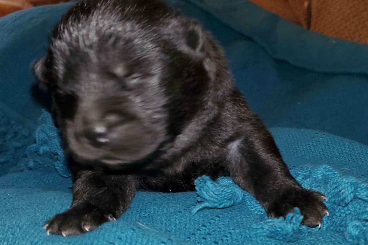 Beautiful Litter — Blue Sire × Cream Dam breeder image 8