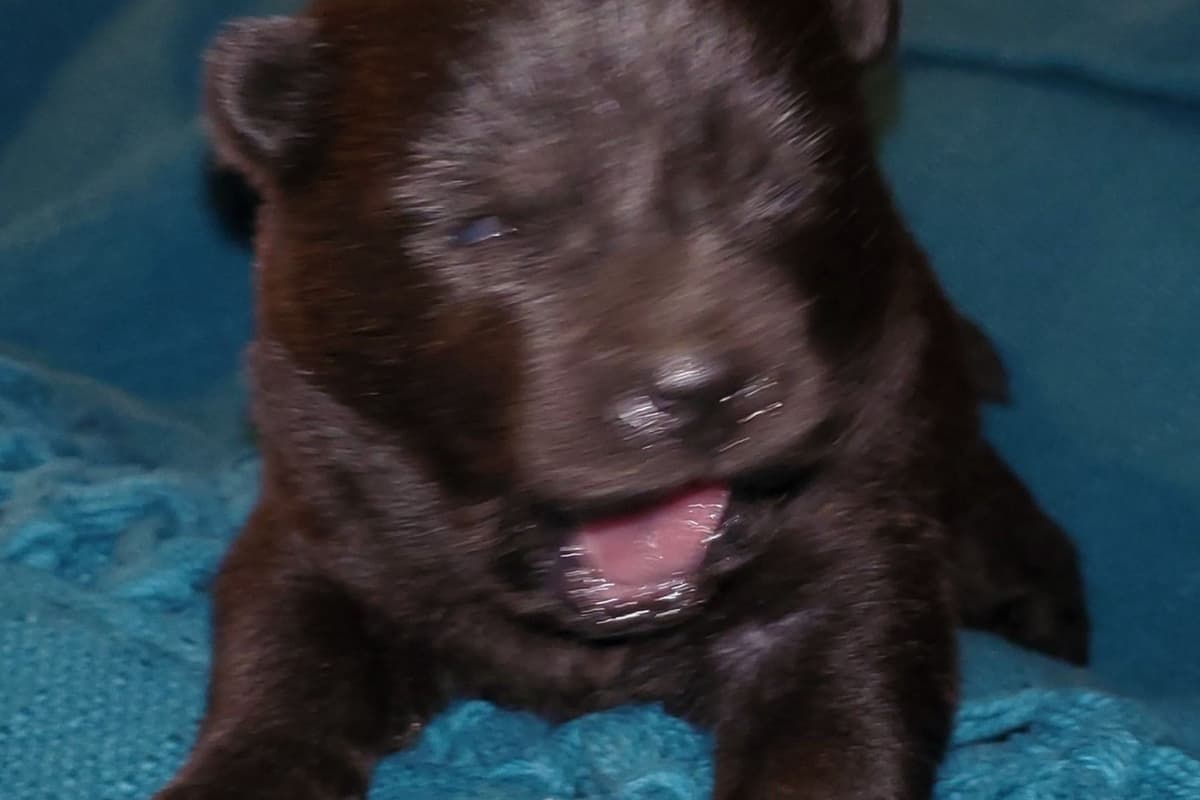 Beautiful Litter — Blue Sire × Cream Dam breeder image 9