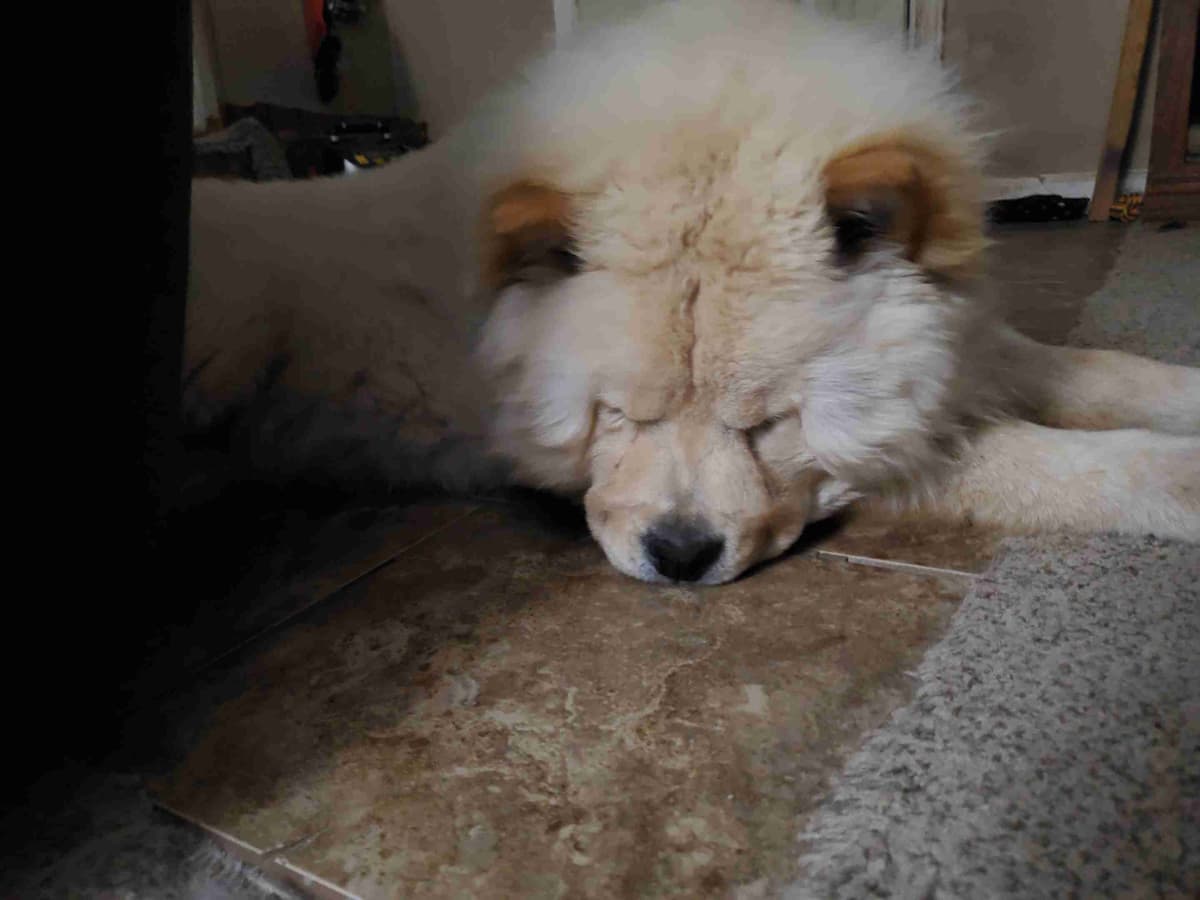 Beautiful Litter — Blue Sire × Cream Dam breeder image 1