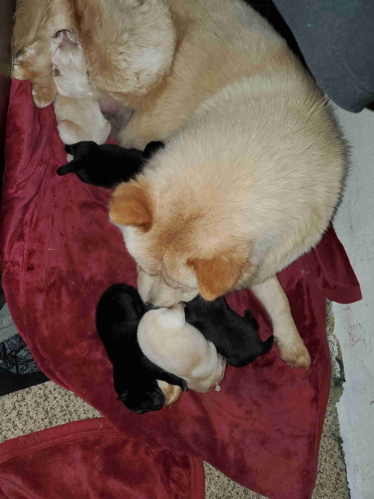Beautiful Litter — Blue Sire × Cream Dam breeder image 12