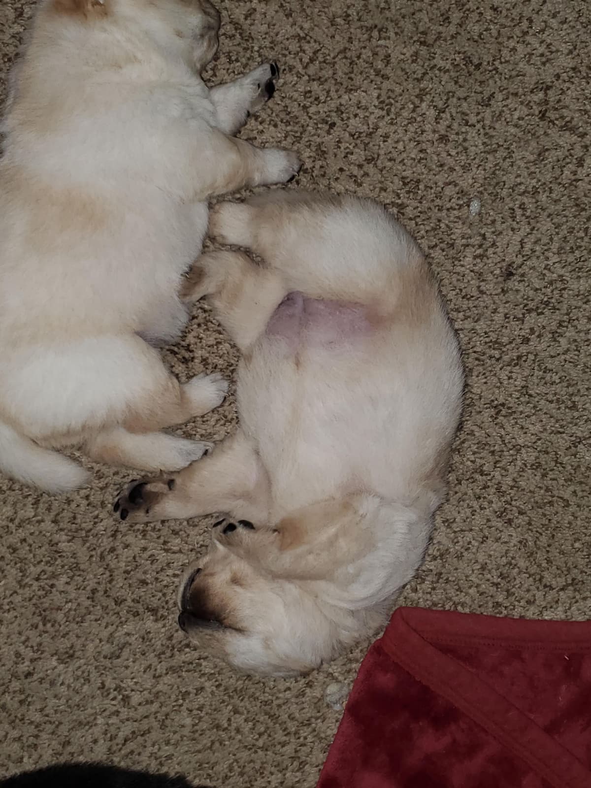 Beautiful Litter — Blue Sire × Cream Dam breeder image 17