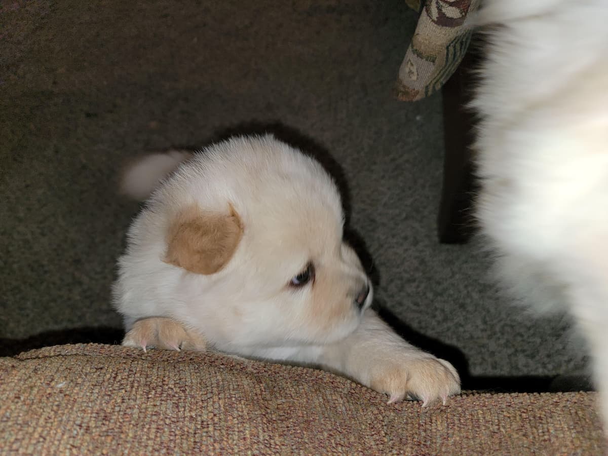 Beautiful Litter — Blue Sire × Cream Dam breeder image 19