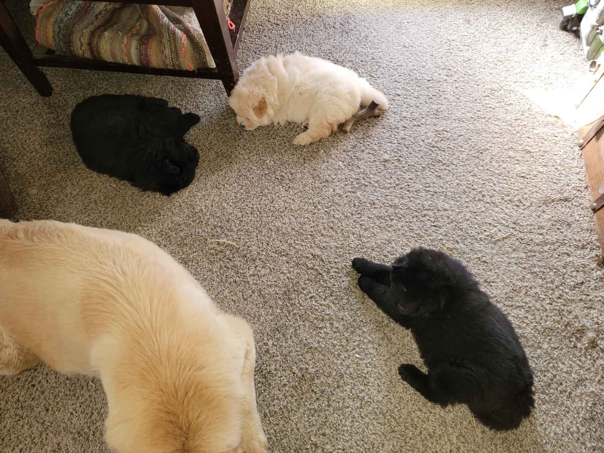 Beautiful Litter — Blue Sire × Cream Dam breeder image 20