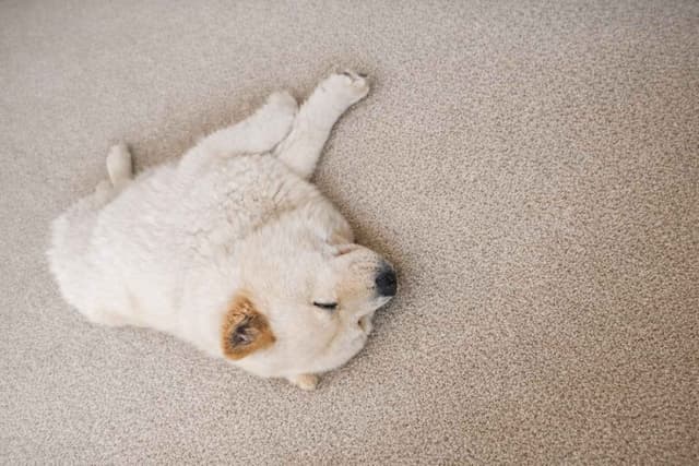 Beautiful Litter — Blue Sire × Cream Dam media 2