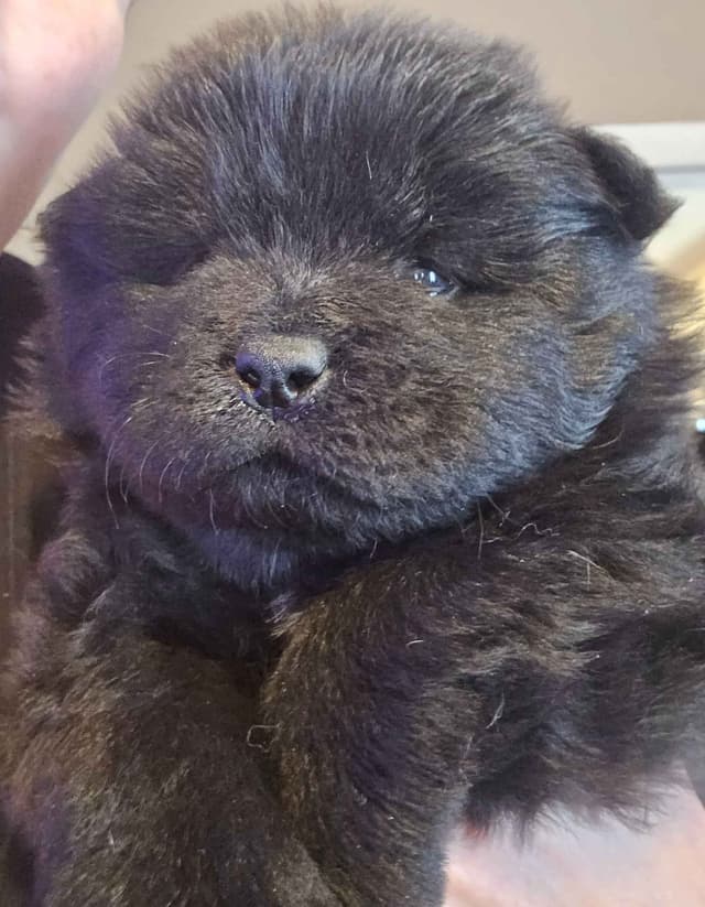 Beautiful Litter — Blue Sire × Cream Dam media 4