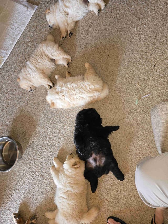 Beautiful Litter — Blue Sire × Cream Dam media 5