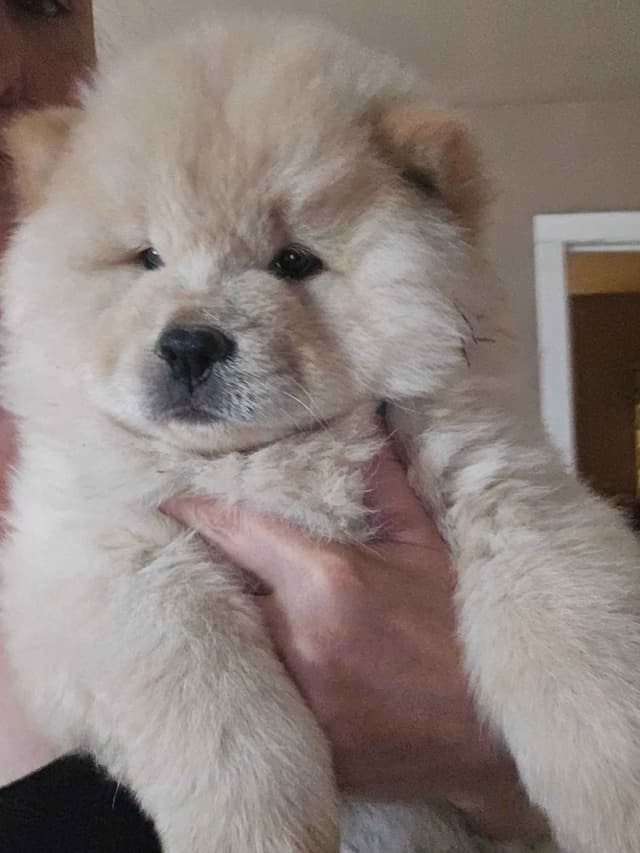 Beautiful Litter — Blue Sire × Cream Dam media 6