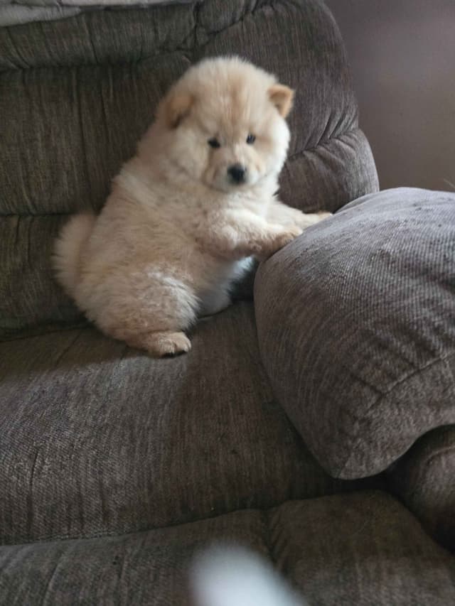 Beautiful Litter — Blue Sire × Cream Dam media 7