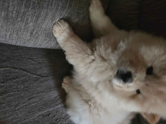 Beautiful Litter — Blue Sire × Cream Dam media 8