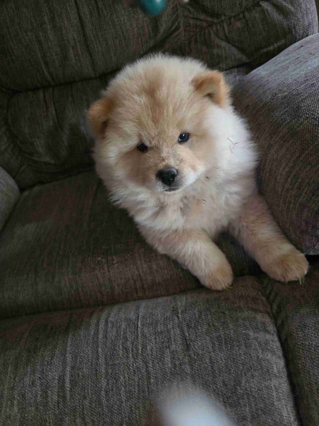 Beautiful Litter — Blue Sire × Cream Dam media 10