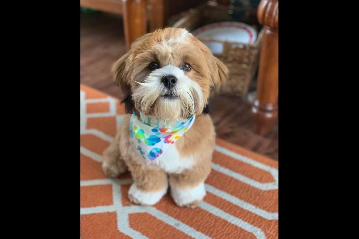 Reba's Lhasa Apso Puppies breeder image 2