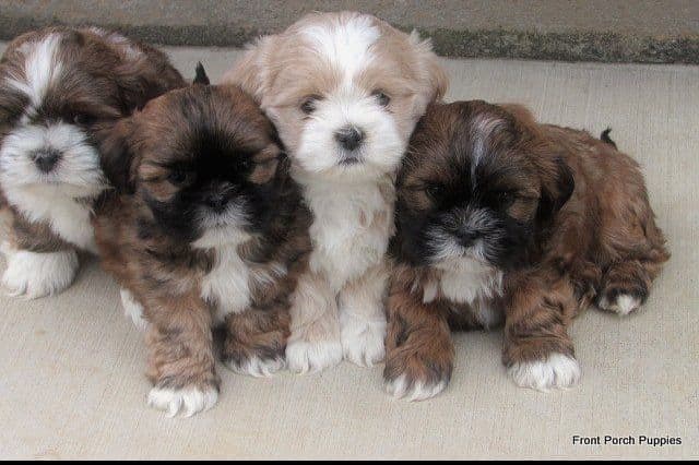 Reba's Lhasa Apso Puppies breeder image 3