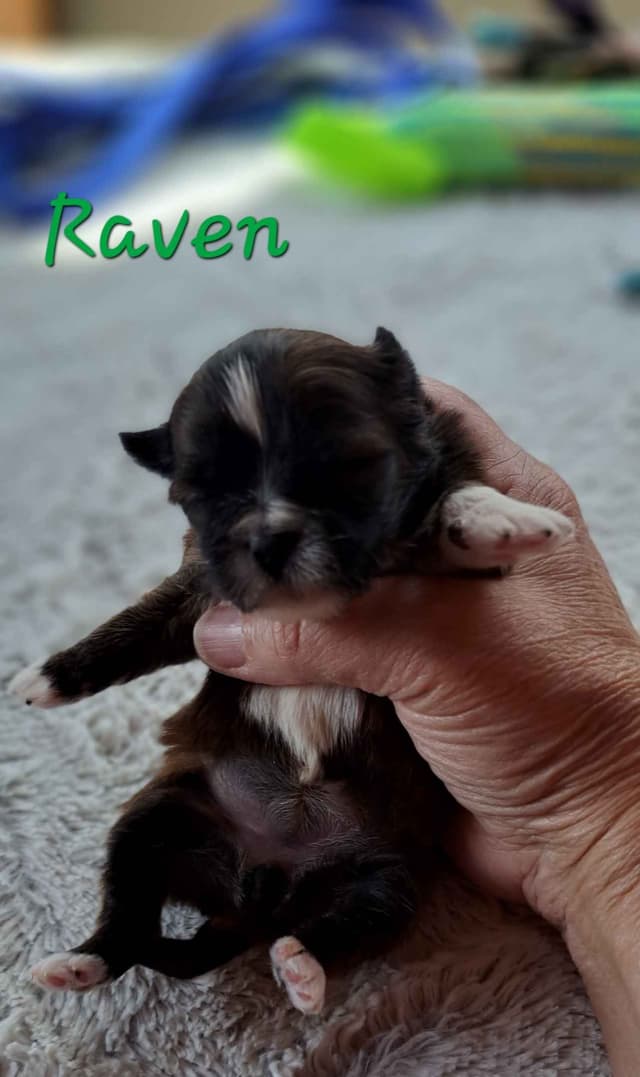 Reba's Lhasa Apso Puppies media 2