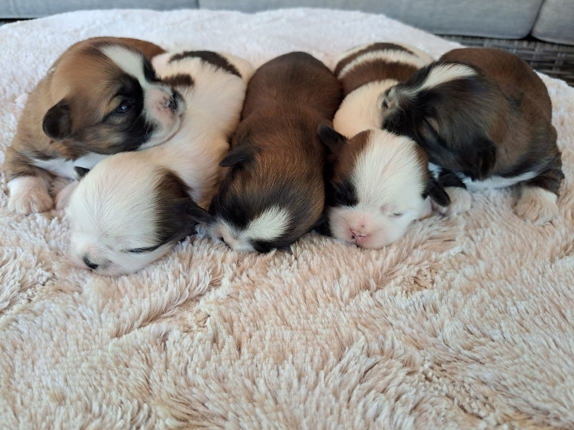 Reba's Lhasa Apso Puppies breeder image 1