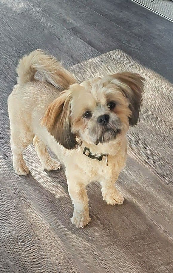 Reba's Lhasa Apso Puppies breeder image 4