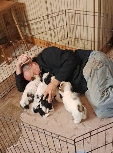Reba's Lhasa Apso Puppies breeder image 5