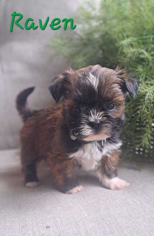 Reba's Lhasa Apso Puppies media 3