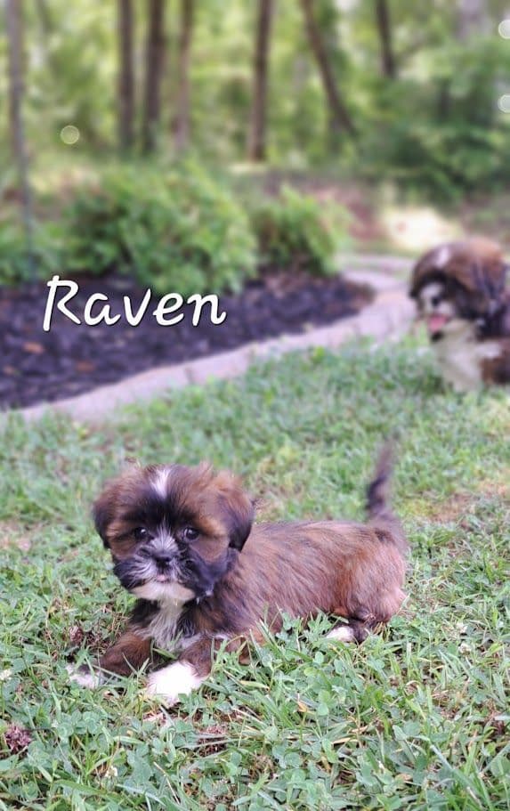 Reba's Lhasa Apso Puppies media 5