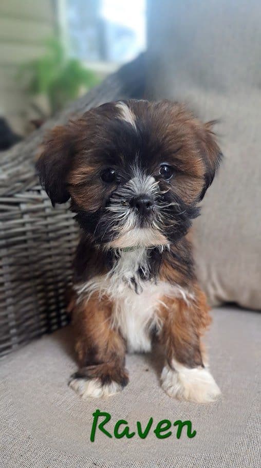 Reba's Lhasa Apso Puppies media 4